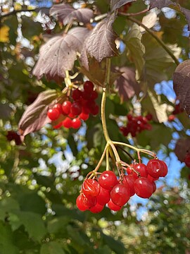 Banner Mehr als nur grüne Grenzen! - Die Welt der Hecken entdecken
