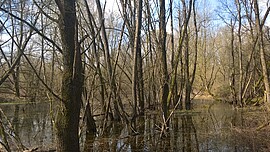 Banner Schätze im Isarauwald - Natura 2000 erleben - Natura 2000 Gebiet „Untere Isar zwischen Landau und Plattling“